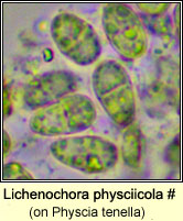 Lichenochora physciicola (on Physcia)