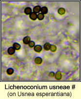 Lichenoconium usneae (on Ramalina)