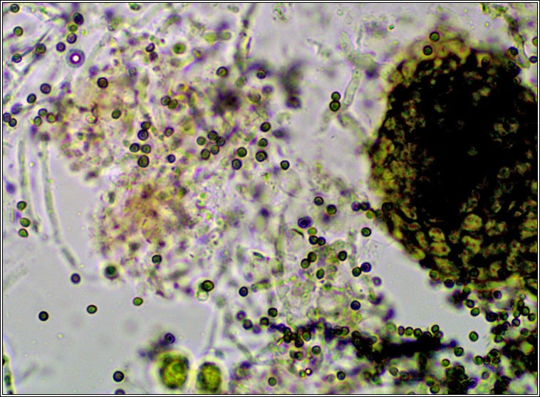 Lichenoconium usneae