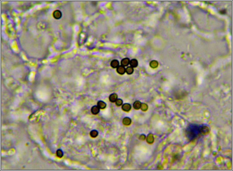 Lichenoconium usneae