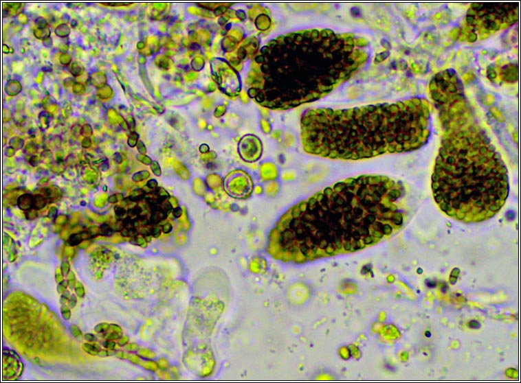 Muellerella lichenicola