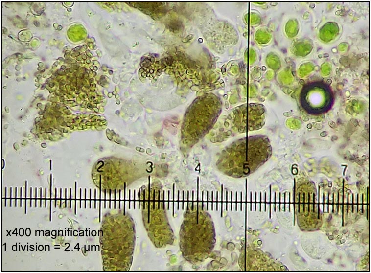 Muellerella lichenicola