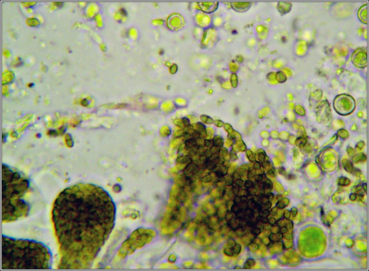 Muellerella lichenicola