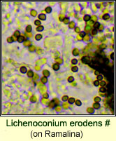 Lichenoconium erodens (on Usnea)