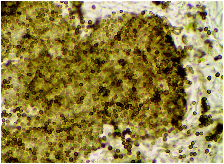Lichenoconium erodens