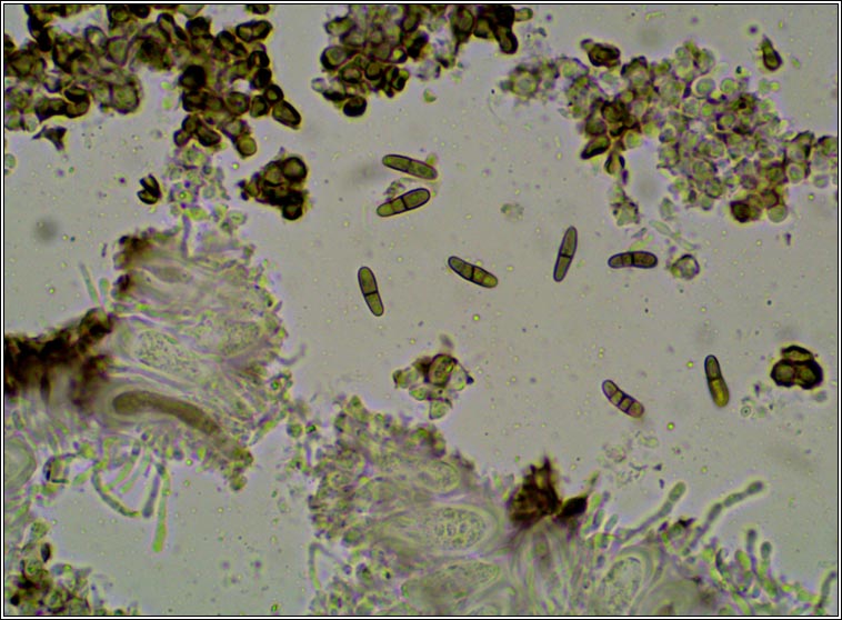 Sclerococcum parasiticum