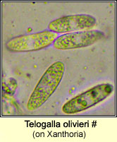Telogalla olivieri (on Xanthoria)