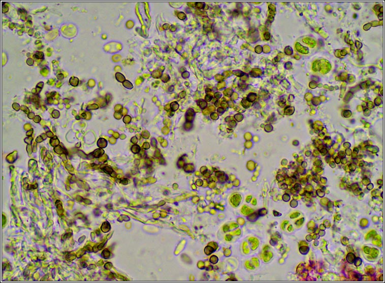 Intralichen christiansenii
