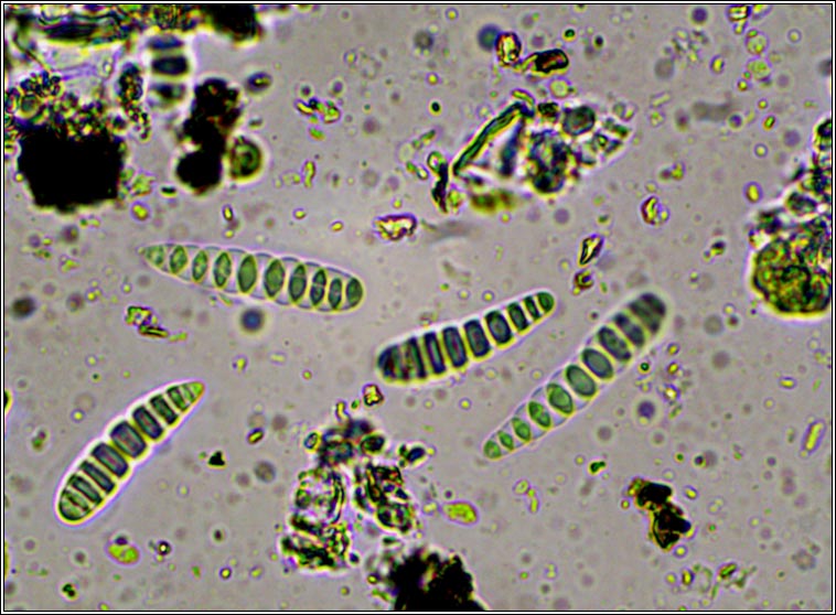 Graphis scripta sens str