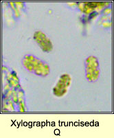 Xylographa parallela