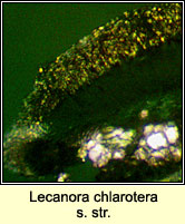 Lecanora chlarotera sens str