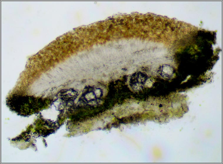 Lecanora chlarotera sens str