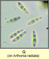 Q on Arthonia radiata