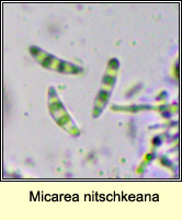 Micarea nitschkeana