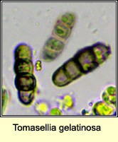 Tomasellia gelatinosa