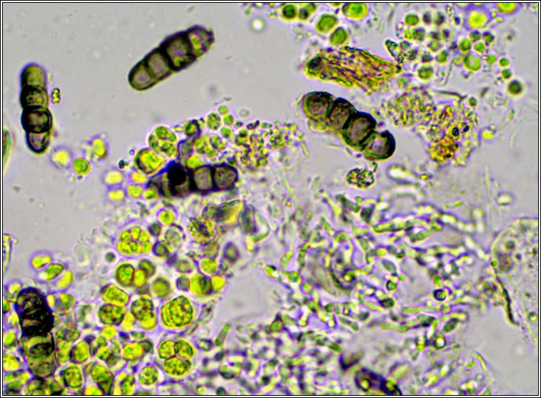 Tomasellia gelatinosa