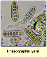 Phaeographis lyellii