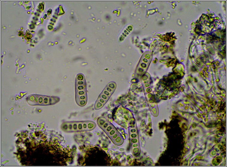 Phaeographis lyellii