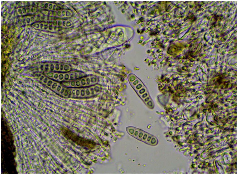 Phaeographis lyellii