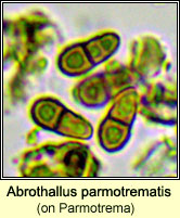 Abrothallus parmotrematis on Parmotrema
