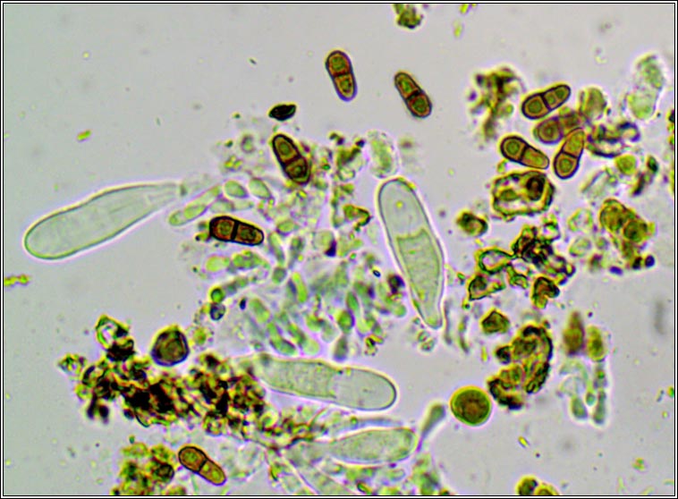 Abrothallus parmotrematis