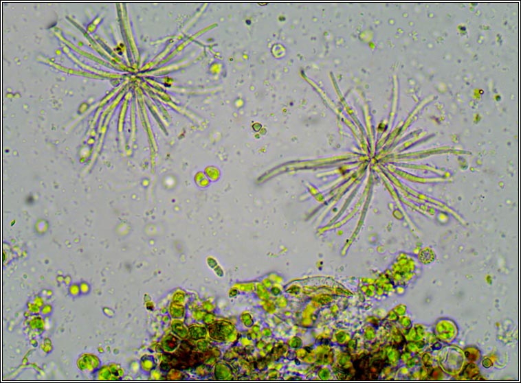 Psammina filamentosa