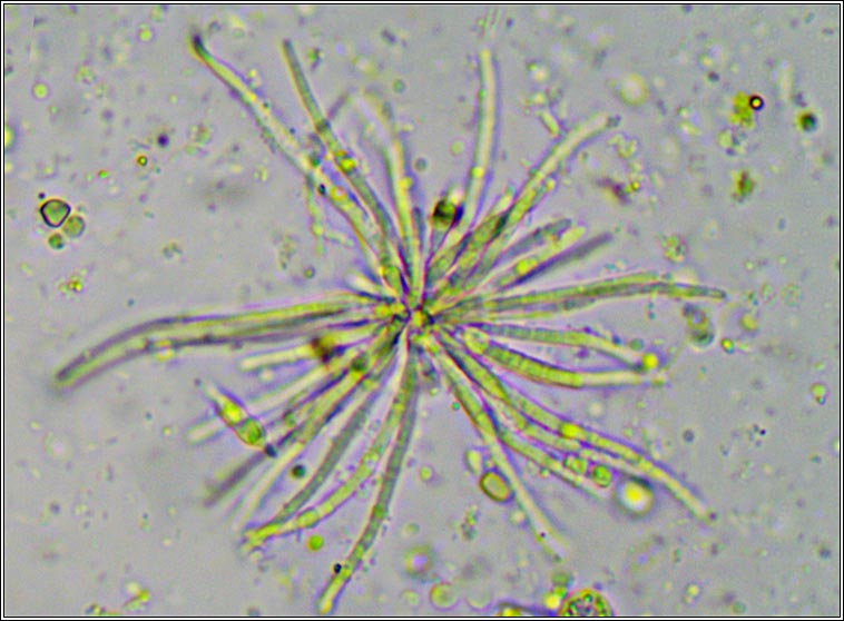 Psammina filamentosa