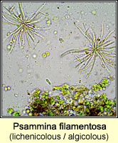 Psammina filamentosa, lichenicolous, algicolous