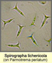 Spirographa lichenicola on Parmotrema perlatum