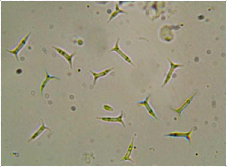 Spirographa lichenicola