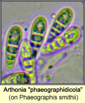 Arthonia 'phaeographidicola' on Phaeographis smithii
