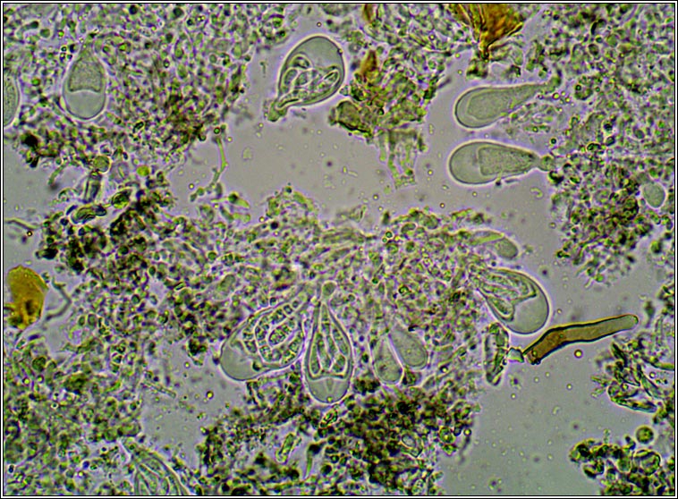 Arthonia phaeographidicola