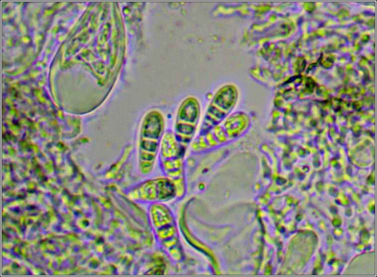 Arthonia phaeographidicola