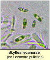 Skyttea lecanorae on Lecanora pulicaris
