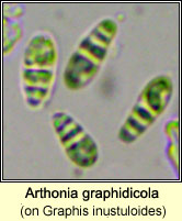 Arthonia graphidicola on Graphis inustuloides