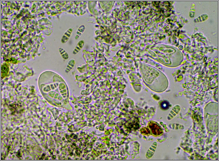 Arthonia graphidicola