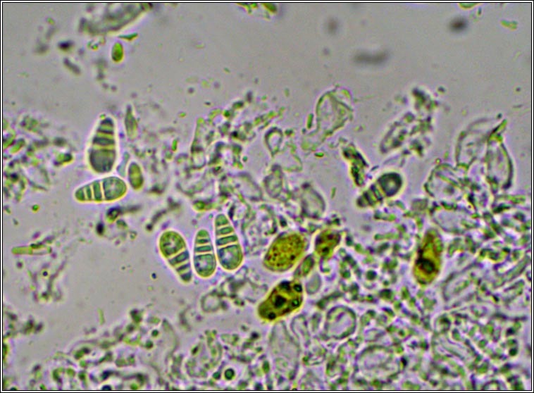 Arthonia graphidicola