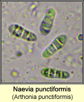 Naevia punctiformis (Arthonia punctiformis)