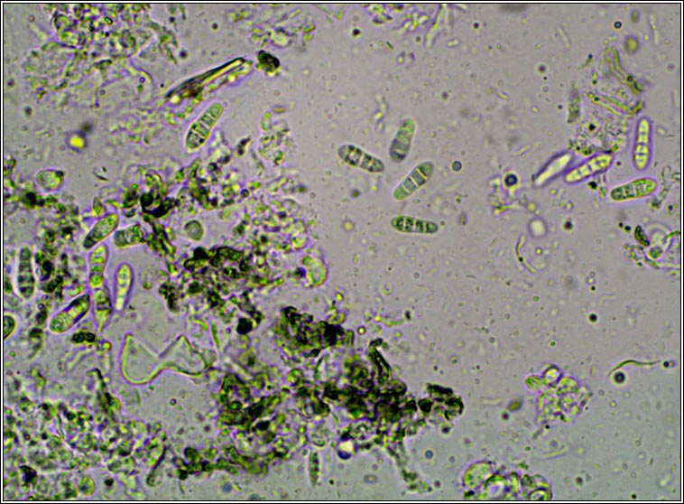 Naevia punctiformis, Arthonia punctiformis