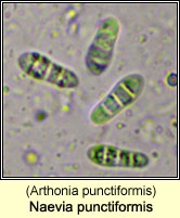 Naevia punctiformis (Arthonia punctiformis)