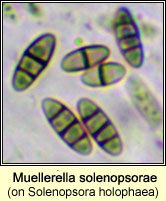 Muellerella solenopsorae on Solenopsora holophaea