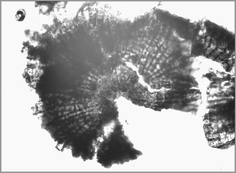 Lichenopeltella pannariacearum