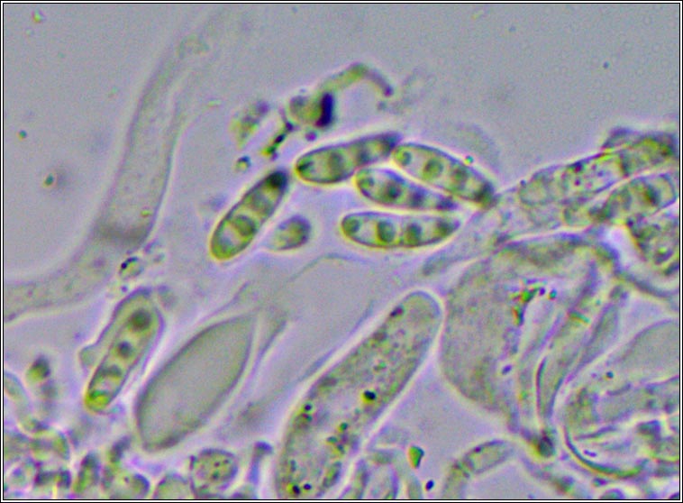 Lichenopeltella pannariacearum