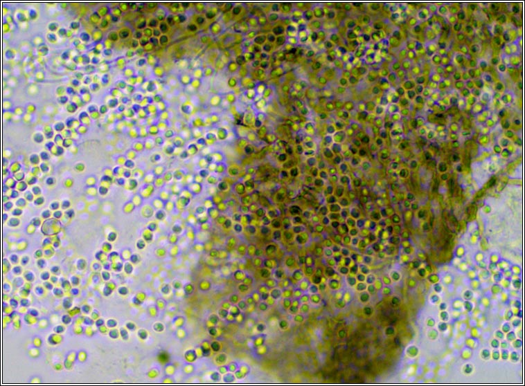 Abrothallus suecicus (anamorph)