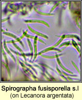 Spirographa fusisporella s.lat on Lecanora argentata