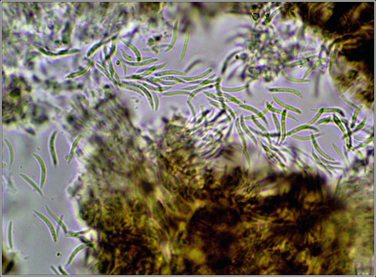 Spirographa fusisporella s. lat