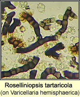 Roselliniopsis tartaricola on Varicellaria hemisphaerica