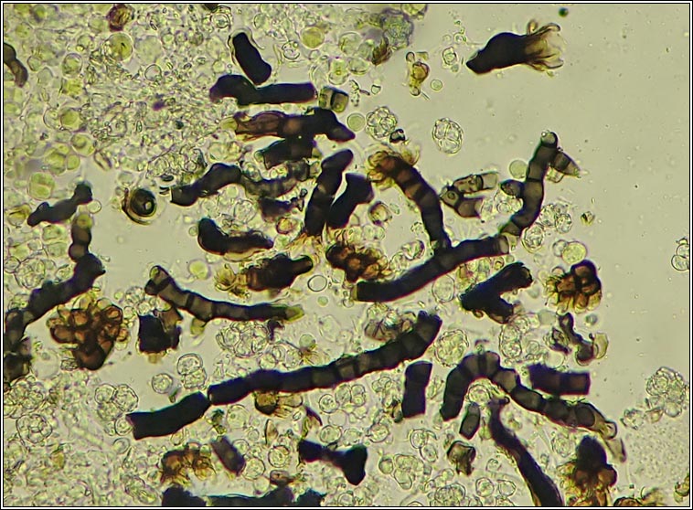 Roselliniopsis tartaricola