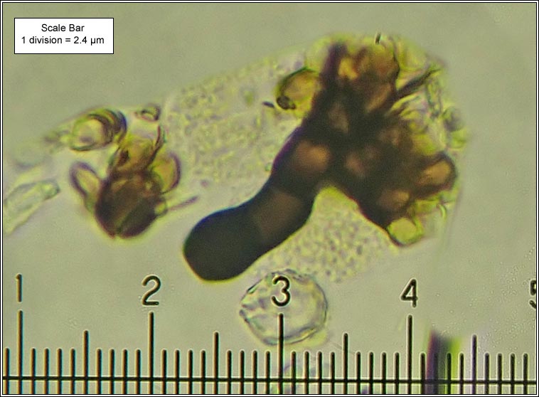 Roselliniopsis tartaricola