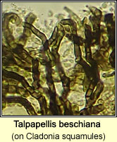 Talpapellis beschiana on Cladonia squamules